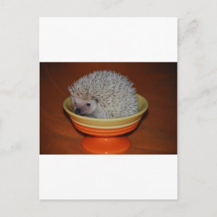 Hedgehog Sundae Vykort