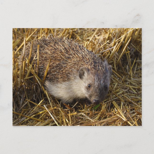 Hedgehog Vykort (Framsida)