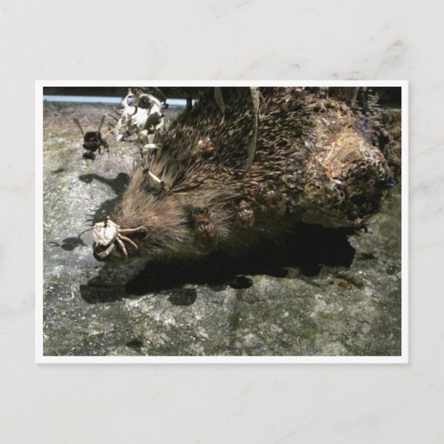 hedgehog vykort (Framsida)