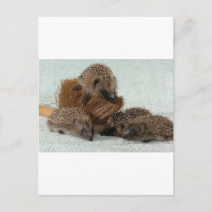 Hedgehog Vykort