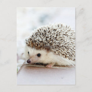 Hedgehog Vykort