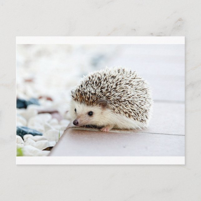 Hedgehog Vykort (Framsida)