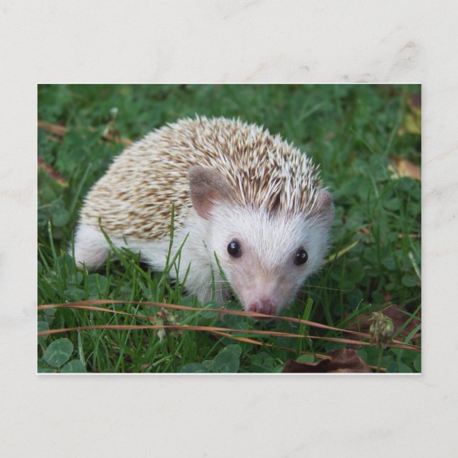 Hedgehog Vykort (Framsida)