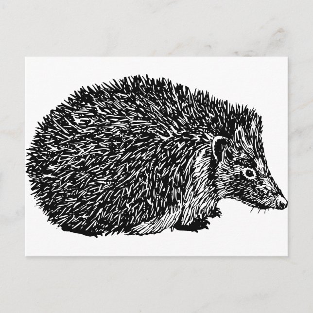Hedgehog Vykort (Framsida)