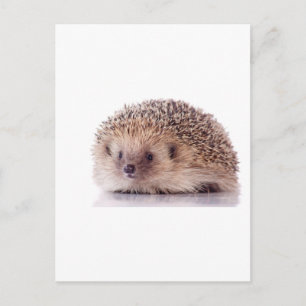 Hedgehog Vykort