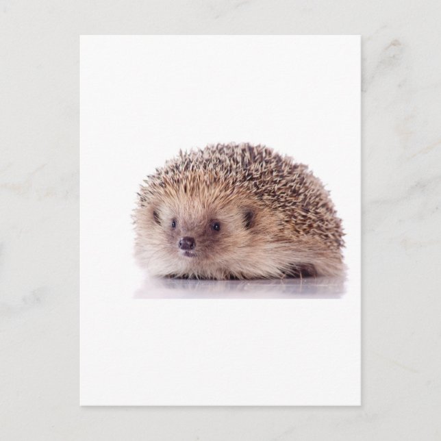 Hedgehog Vykort (Framsida)