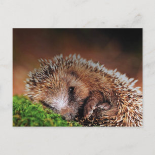 HEDGEHOG VYKORT
