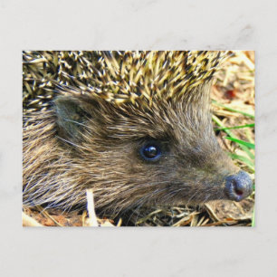 Hedgehog Vykort