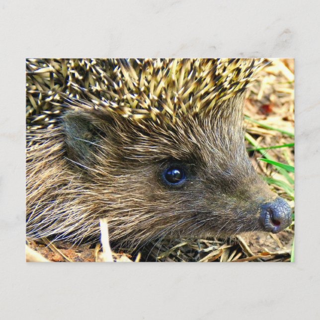 Hedgehog Vykort (Framsida)