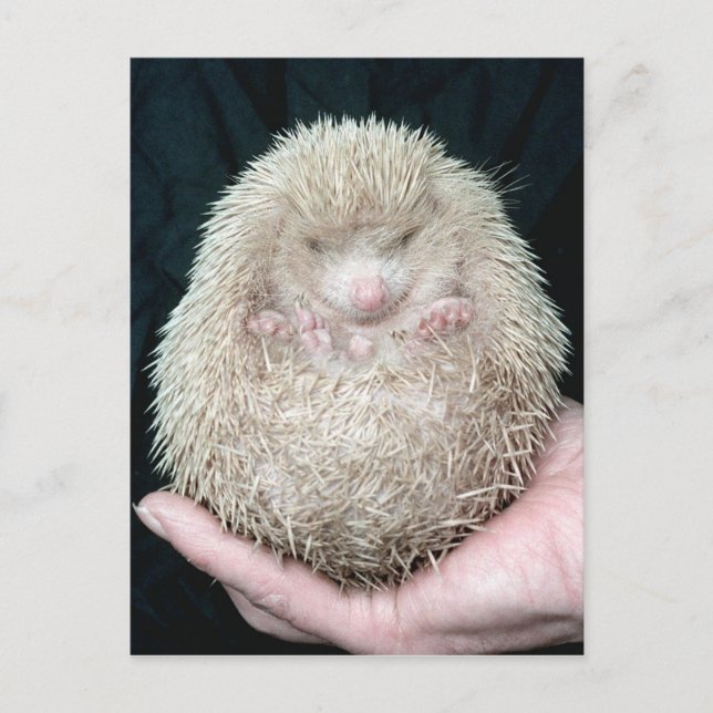 Hedgehog Vykort (Framsida)