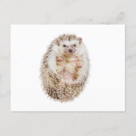 Hedgehog Vykort