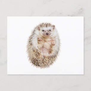 Hedgehog Vykort