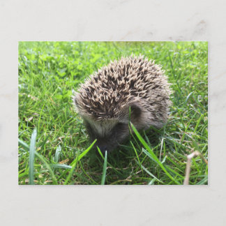 hedgehog vykort