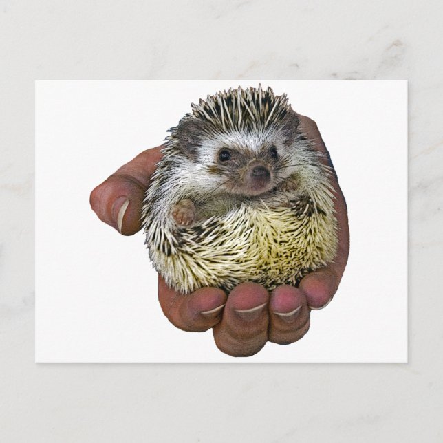 Hedgehog Vykort (Framsida)