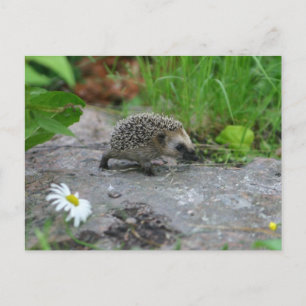 Hedgehog-vykort Vykort