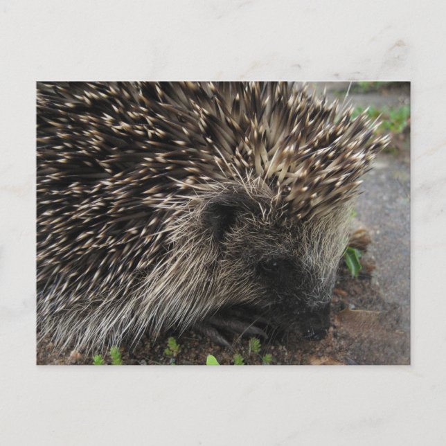 Hedgehog-vykort Vykort (Framsida)