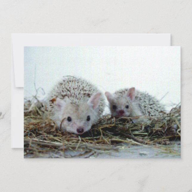 Hedgehogs as Pets (Framsida)