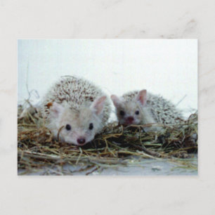 Hedgehogs as Pets Vykort