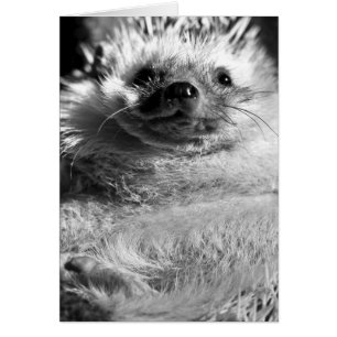 Hedgie Hälsningskort