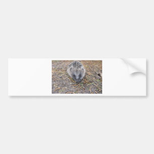 Hedgie produkter bildekal