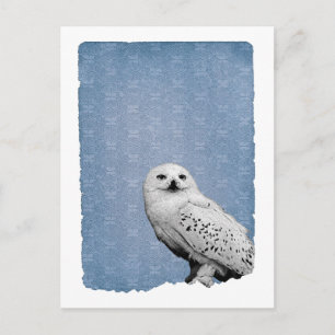 Hedwig 2 vykort