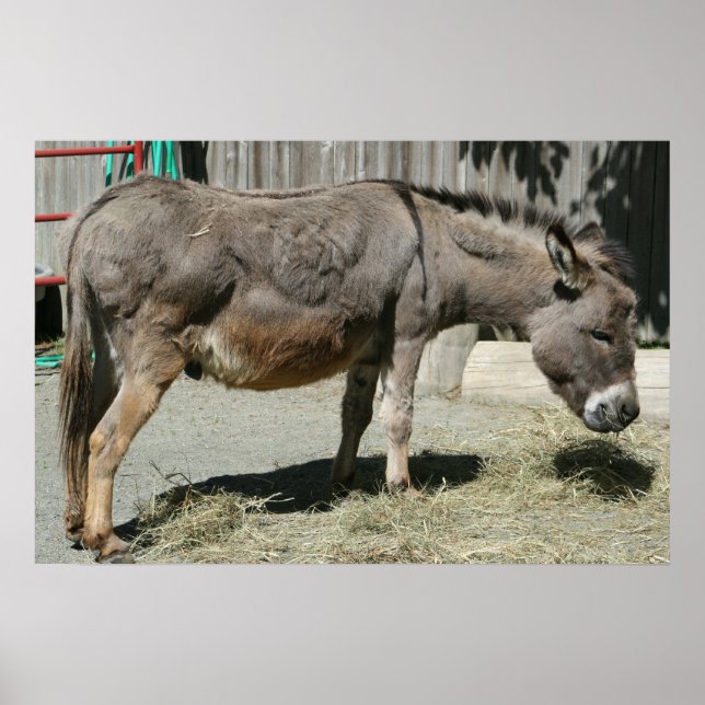 HeeHaw Poster (Framsidan)