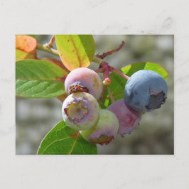 Heidelbeere Postkarte Vykort