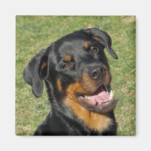 Heidi Cute Rottweiler Magnet