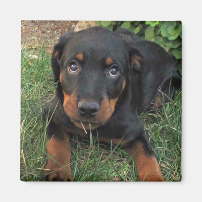 Heidi Guilt Puppy Magnet (Framsidan)