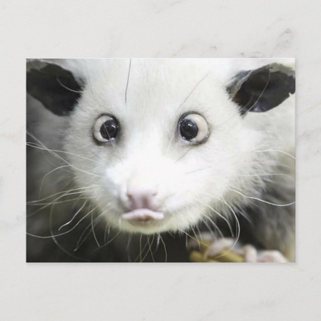 Heidi Kor Eyed Opossum Vykort (Framsida)