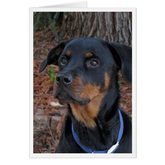Heidi Rottweiler Tom Kort (Framsidan)
