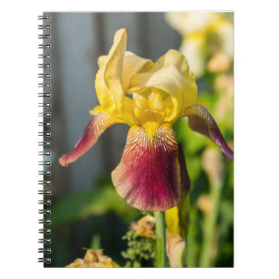 Heirloom Iris Anteckningsbok