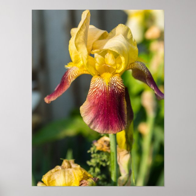 Heirloom Iris Poster (Framsidan)