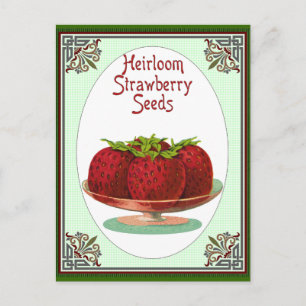 Heirloom Strawberry Seeds Vykort