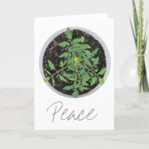 Heirloom Tomato Plant Fredstecken Greeting Cards