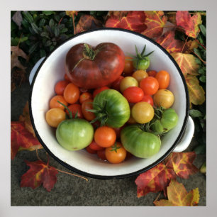 Heirloomtomater Poster