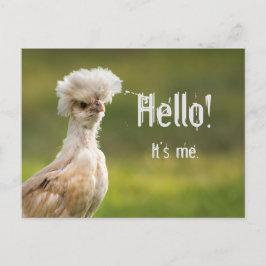Hej Anpassningsbar Message polska Chicken Vykort