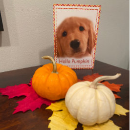 Hej av Golden Retriever Hund Thanksgiving Card Helgkort