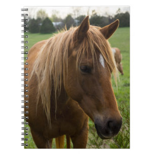 Hej av häst anteckningsbok