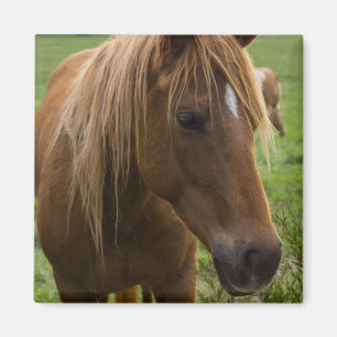 Hej av häst magnet
