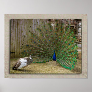 Hej Baby Peacock Poster