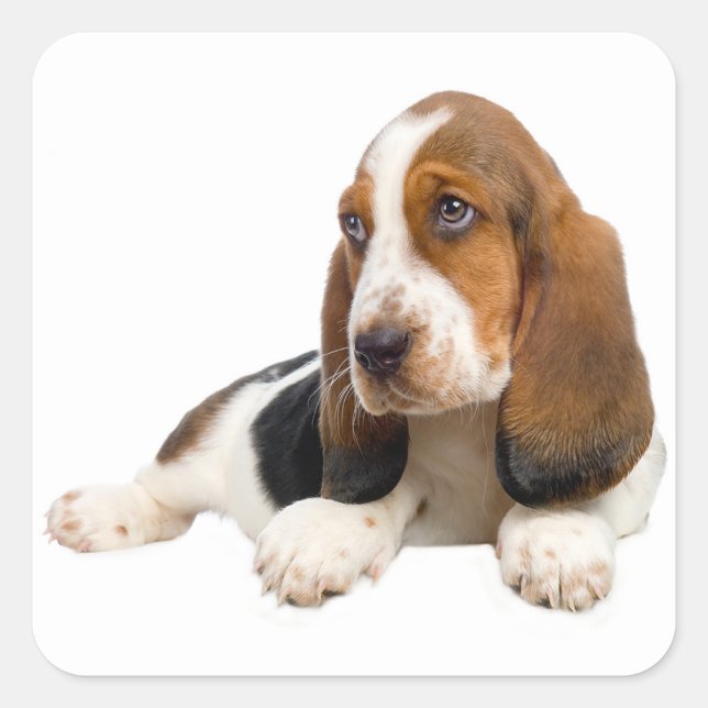 Hej Basset Hound Puppy Hund-etikett / etikett (Framsida)