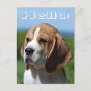 Hej Beagle Puppy Hund Hälsning-vykort Vykort