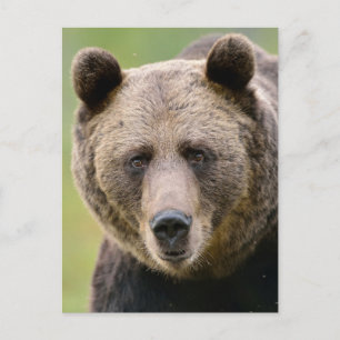 Hej, Bear Vykort
