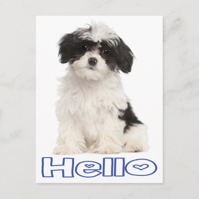 Hej Black and White Havanese Puppy Hund vykort (Framsida)