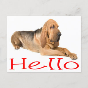 Hej Bloodhound Puppy Hund Hälsning-vykort Vykort