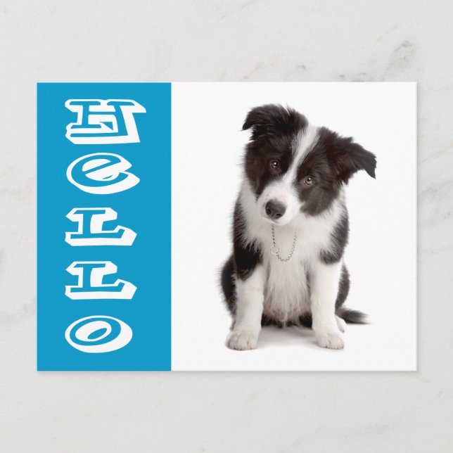 Hej Border Collie Valp Hund Blå Vykort (Framsida)