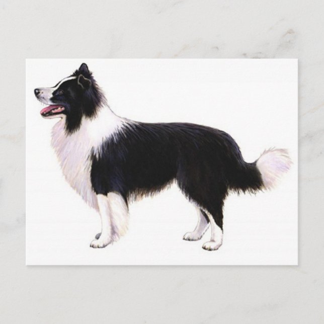 Hej Border Collie Valp Hund Grafisk Postkort Vykort (Framsida)