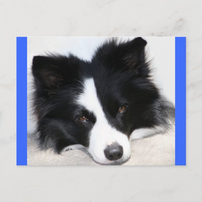 Hej Border Collie Valp Hund Postkort Vykort (Framsida)