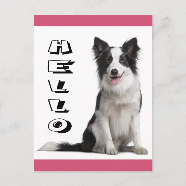 Hej Border Collie Valp Hund Postkort Vykort (Framsida)